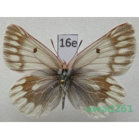 Colias nebulosa pugo Evans, 1924 China16e